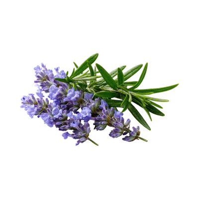 Rosemary